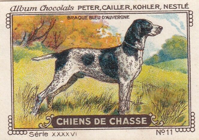 Braque D'auvergne Hunting Dog Vintage Trade Ad Card Stamp